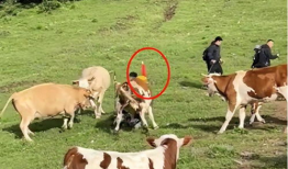 老牛视频,揭秘生活百态，探寻人生哲理