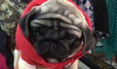 狗交配的视频,揭秘交配行为背后的奥秘